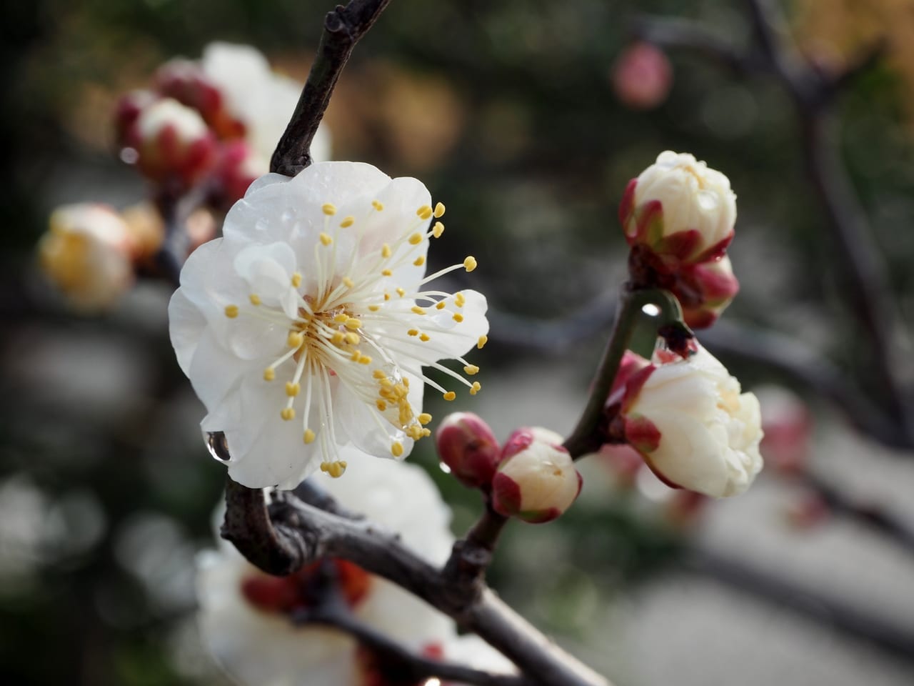 松本市梅開花