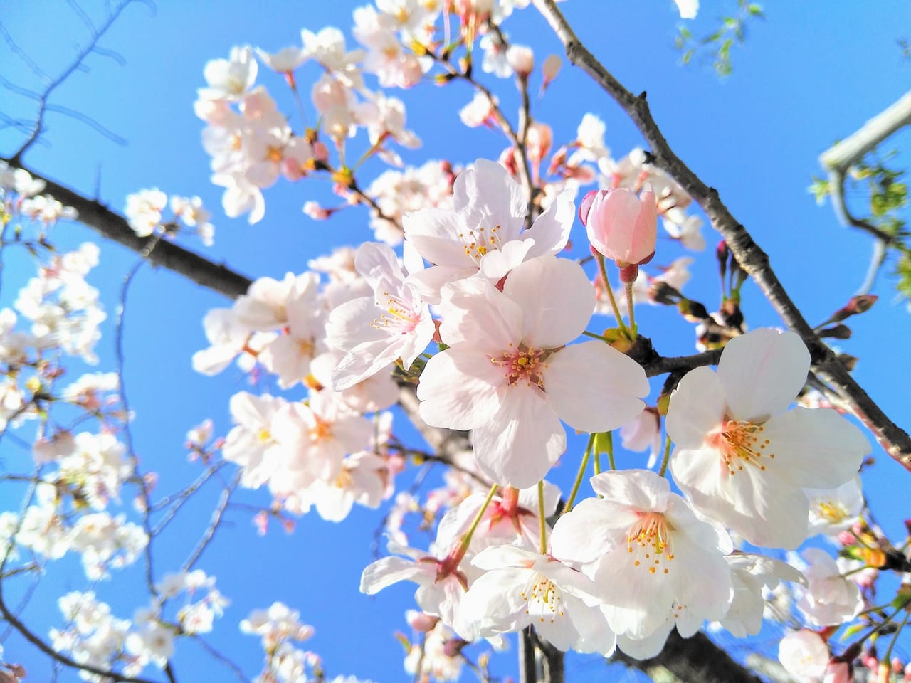 松本市桜開花宣言