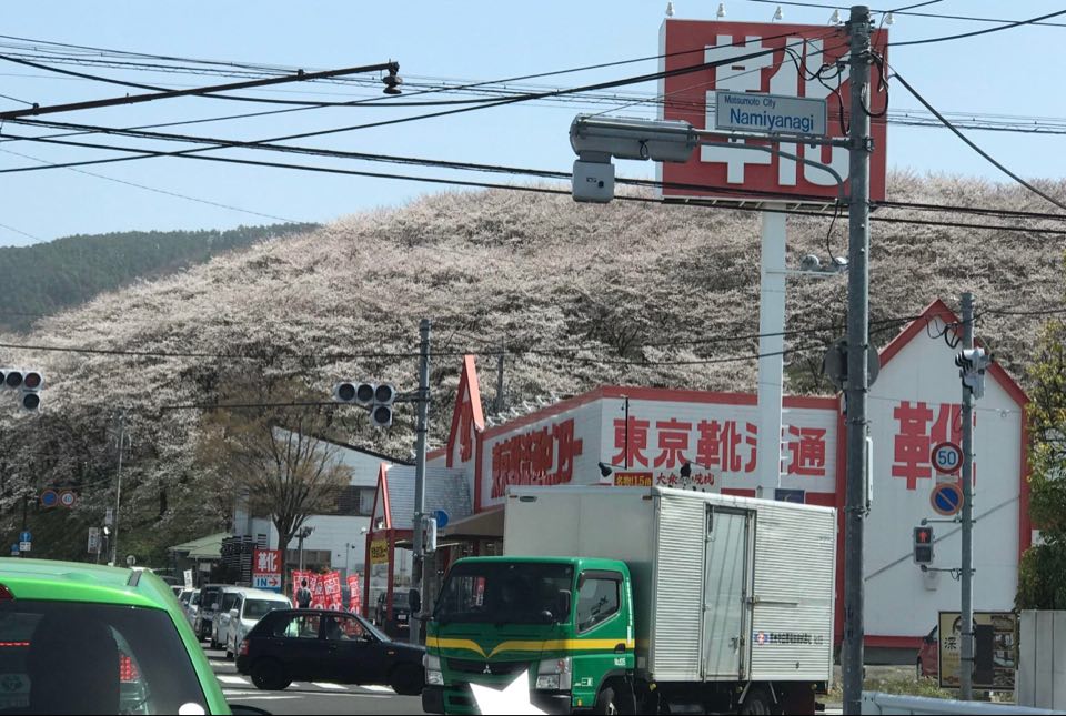 松本市桜