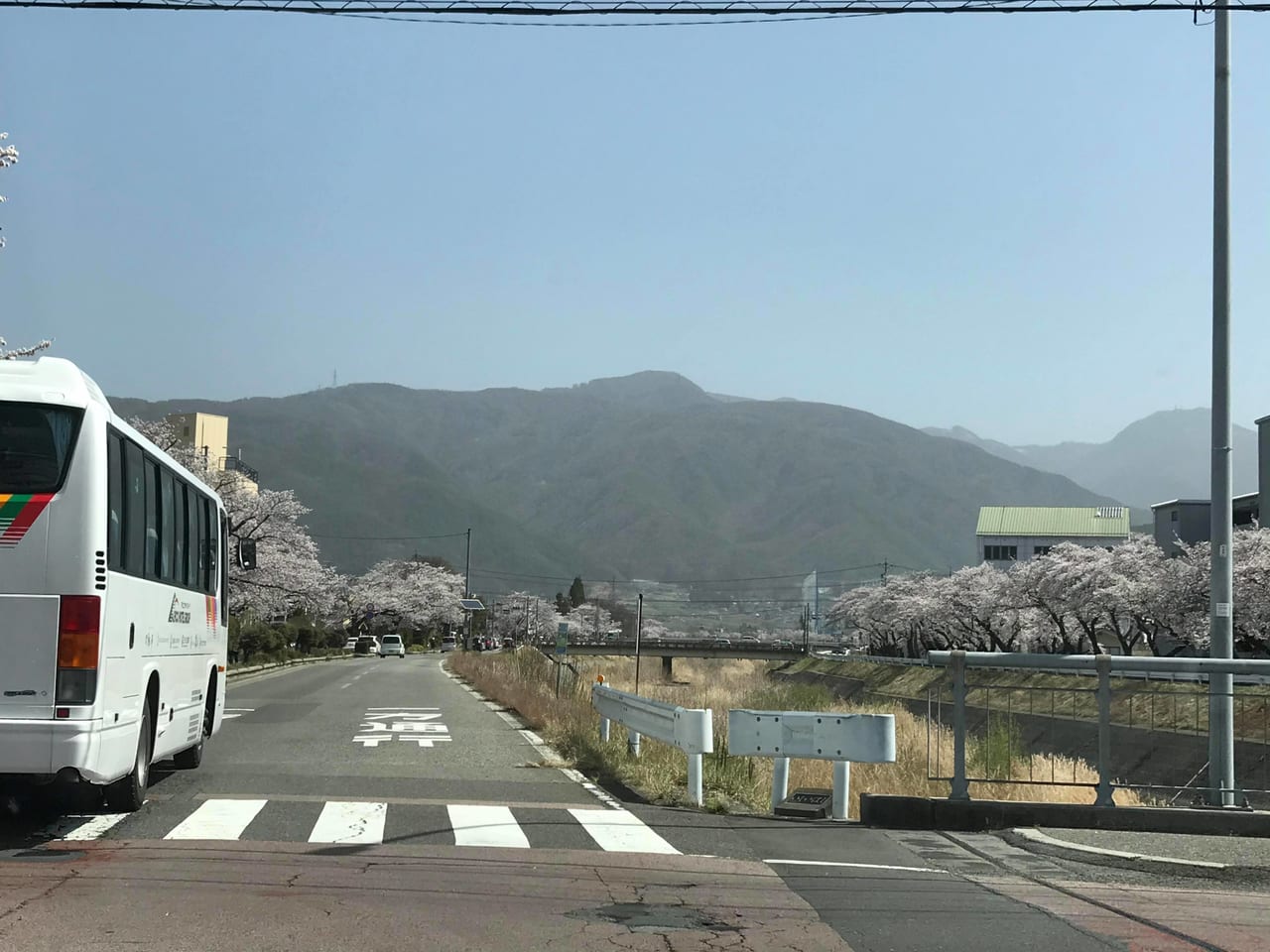松本市桜