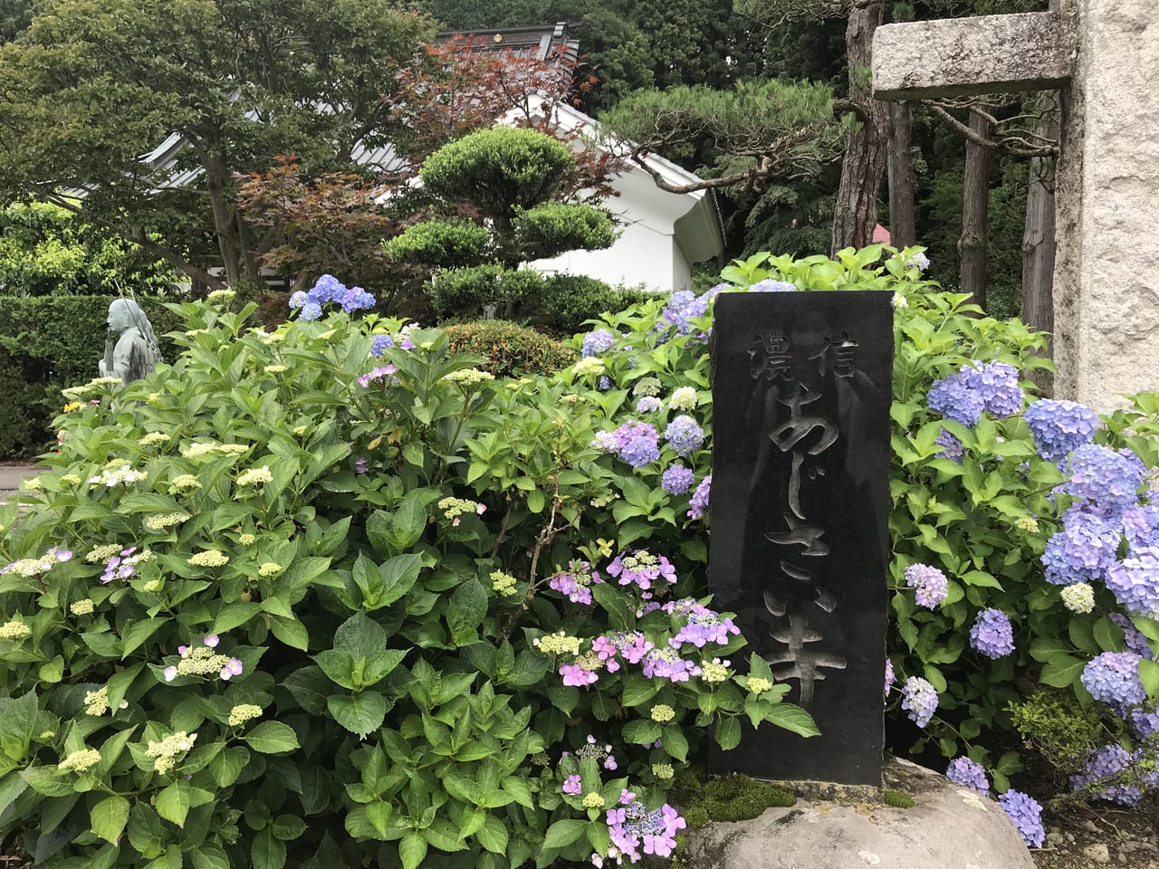 松本市紫陽花