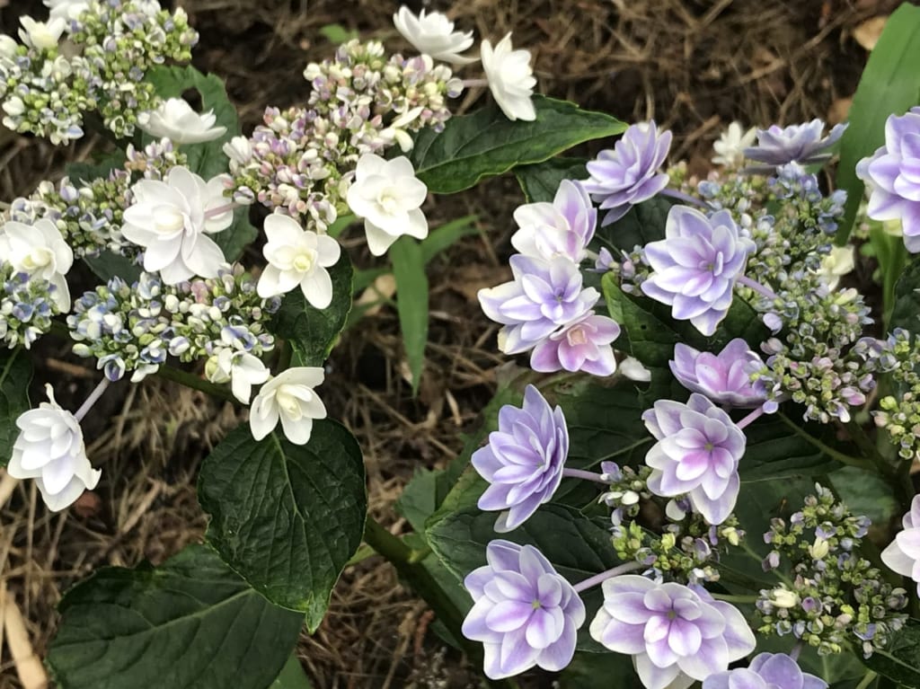 松本市紫陽花4