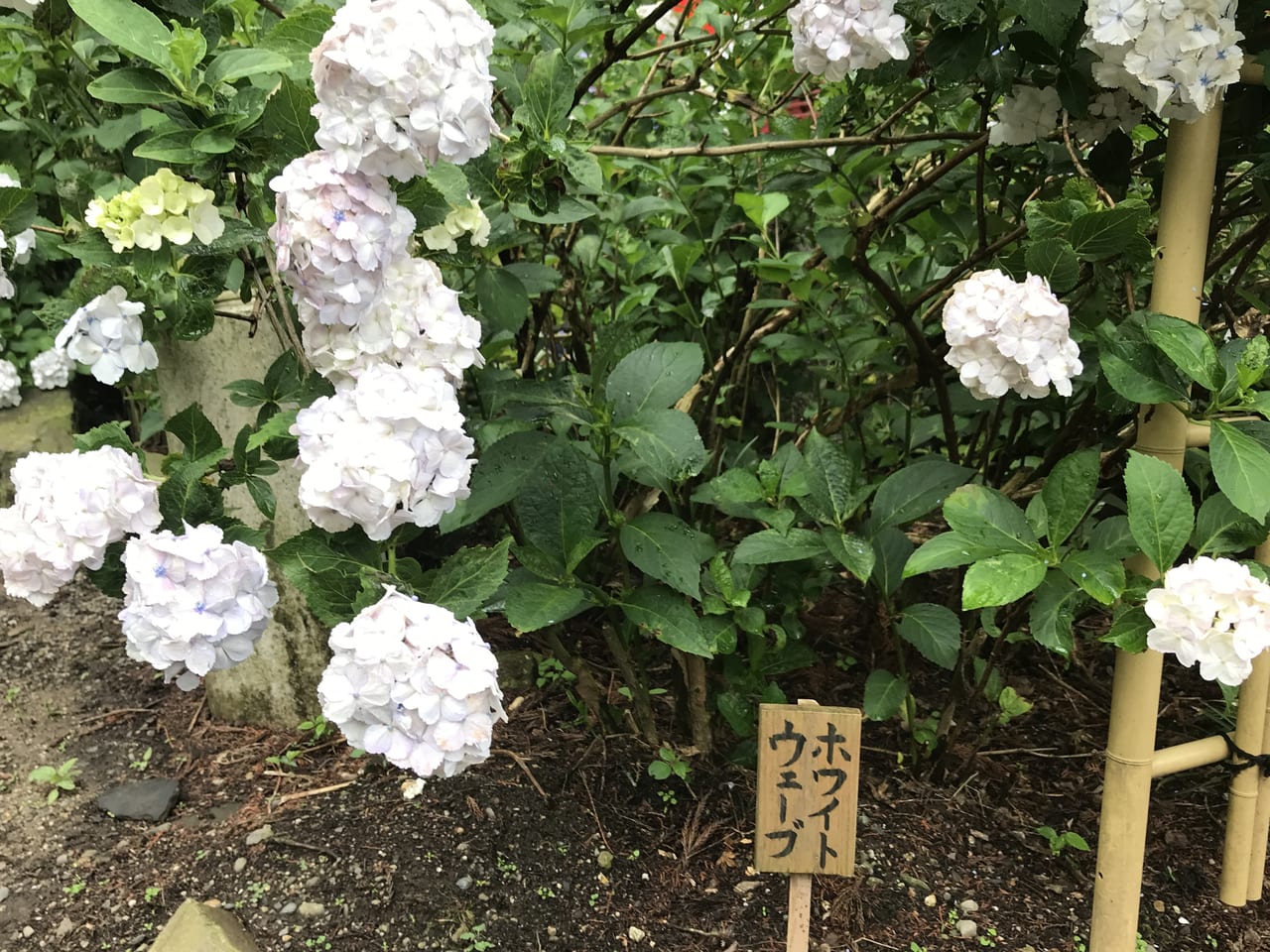 松本市紫陽花５