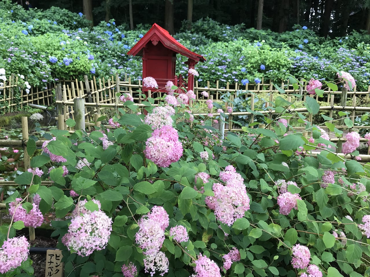 松本市紫陽花