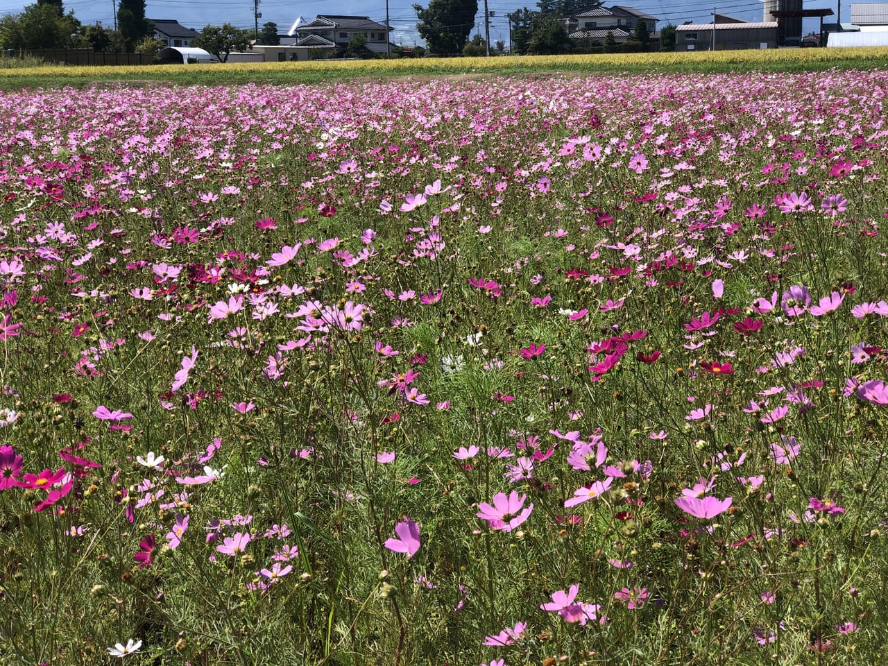 松本市】新村に秋の気配を感じるコスモス畑。写真撮影や観賞を楽しむ人